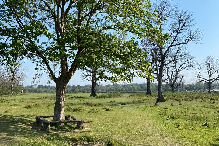Nature walk in Chitwan jungle safari