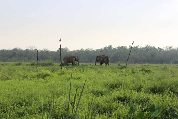 Couple Elephant in Parsa National Park