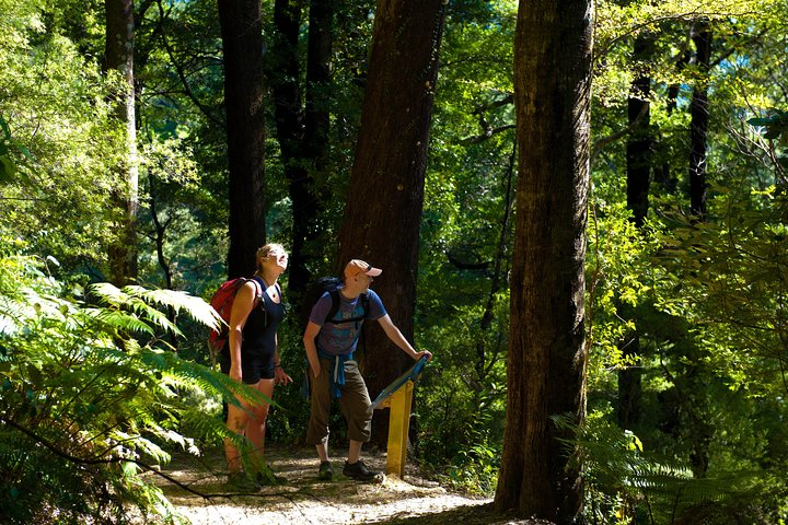 Self-Guided Queen Charlotte Track Walk from Picton in Picton | Pelago