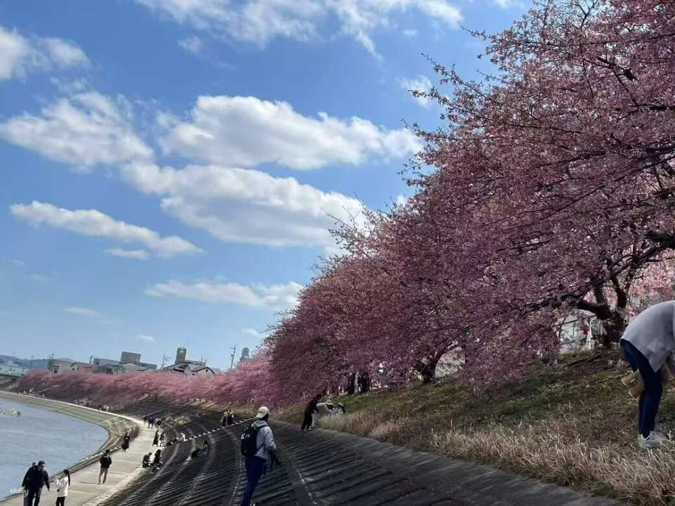 10-Hour Private charter car Tour of Cherry Blossom Viewing Around Nagoya, Japan | Spring Limited Time Offer - Choose from Multiple Popular Cherry Blossom Viewing Routes - Photo 1 of 10