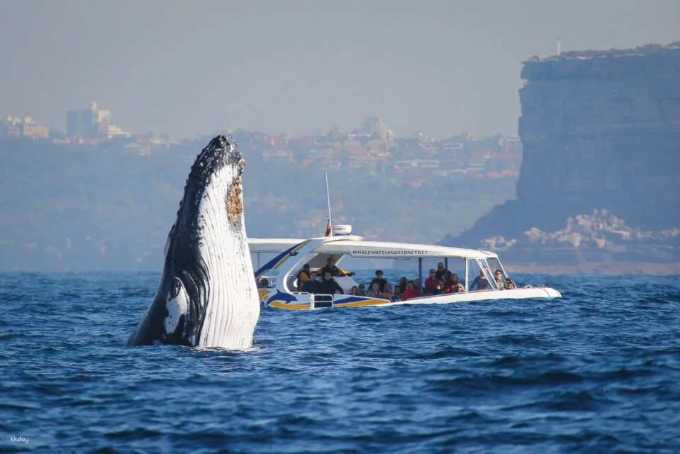 2.5 Hour Whale Watching Adventure Cruise  on Fantasea Cruising | Sydney - Photo 1 of 9