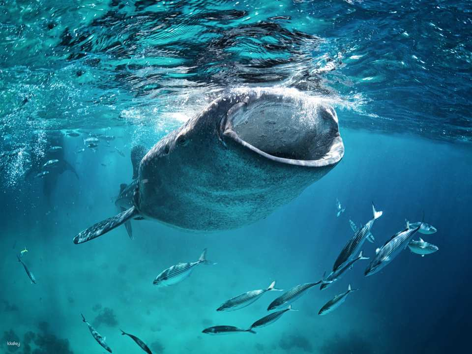 2-Day Cebu & Bohol Private Tour: Oslob Whale Shark Watching, Canyoneering & Bohol Countryside Tour | Philippines - Photo 1 of 8