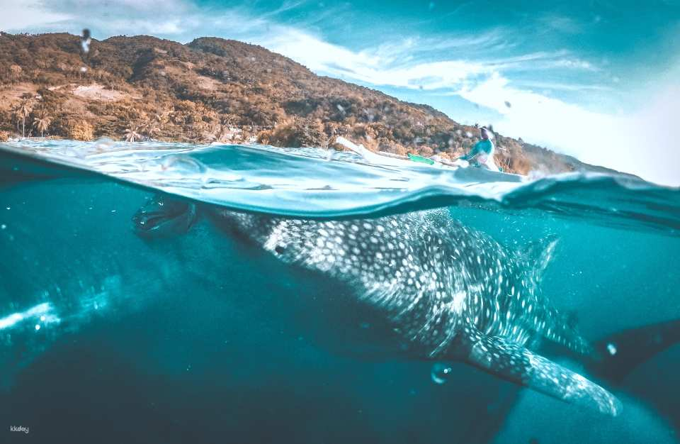 2-Day Cebu Private Tour: Oslob Whale Shark Watching and Canyoneering + Moalboal Pescador Island Sardine Run, Turtle Spotting and Snorkeling | Philippines - Photo 1 of 9