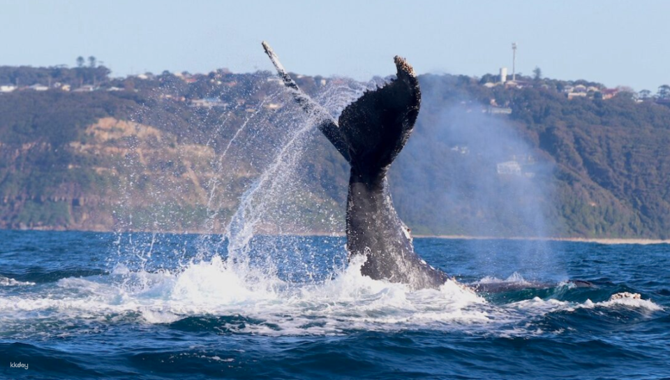 2-Hour Whale Watching in Newcastle | New South Wales - Photo 1 of 4