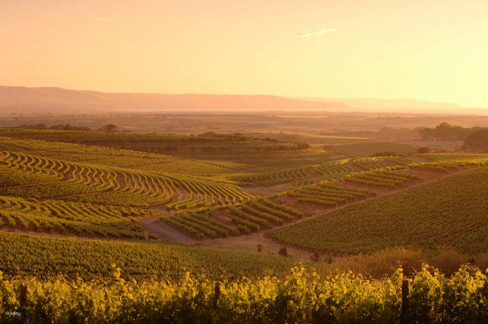 Afternoon Wine Tasting & Coastal Tour from Adelaide | South Australia - Photo 1 of 4