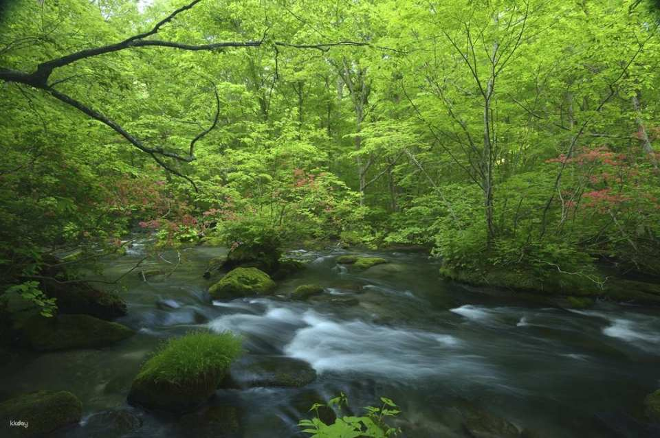 [Aomori Departure] Forest Walk Day Trip: Oirase Stream & Lake Towada & Statue of the Maiden & Towada Shrine | Minimum 4 people required, Private transfer, Multilingual service (Aomori Prefecture) - Photo 1 of 5