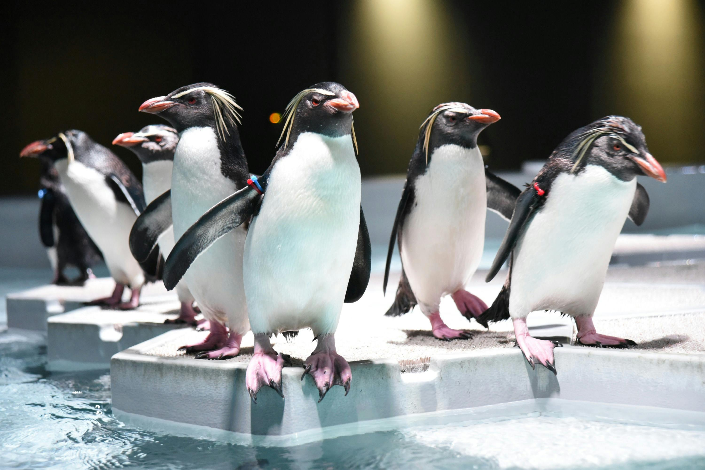 Aquarium Park Aoao Sapporo: Admission Ticket - Photo 1 of 5