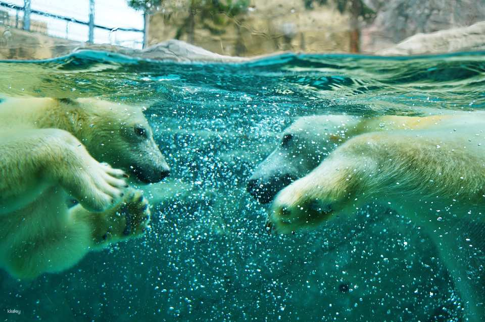 Asahiyama Zoo & Furano Biei & Blue Pond | Hokkaido Bus Tour (Sapporo Departure) | Japan - Photo 1 of 10