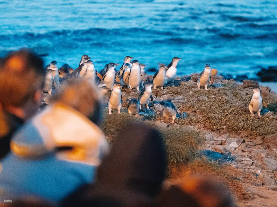 [Australia's Hottest Itinerary] Melbourne Puffing Billy Steam Train + Phillip Island & Penguin Parade Day Trip - Photo 1 of 6