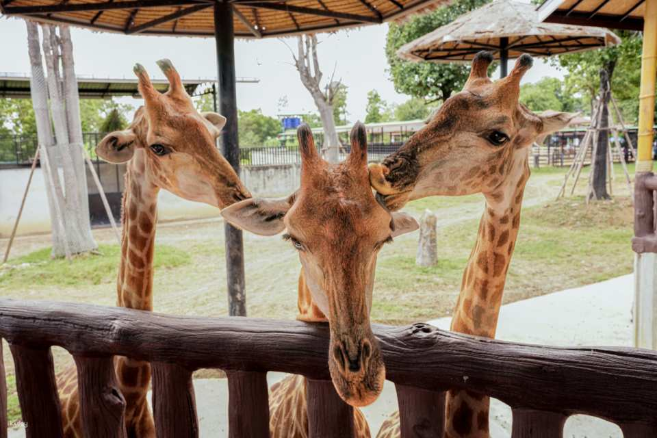 Ayutthaya Wildlife & Ancient Temples Tour: Sriayuthaya Lion Park & must visit Temples with Thai Costume | Thailand - Photo 1 of 10