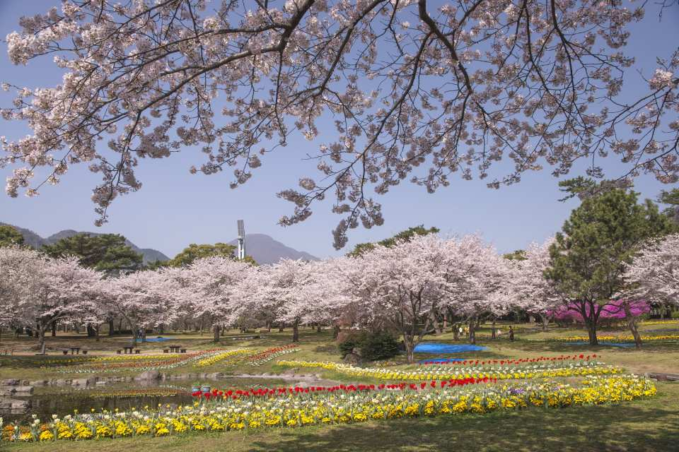 Beppu Sakura Hanami and Scenic Ropeway Ride - Photo 1 of 6
