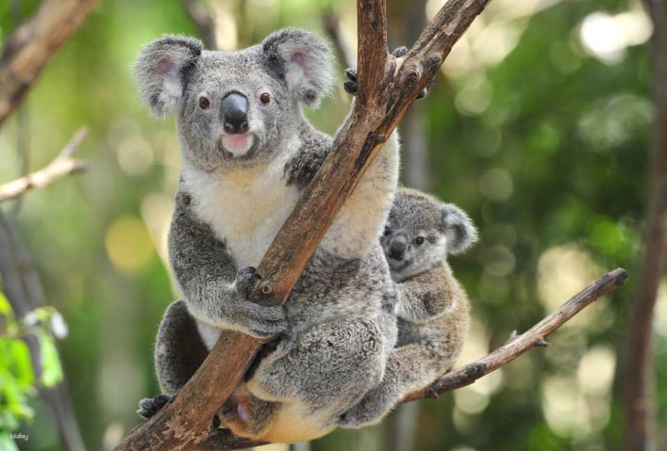 Blue Mountains + Leura & Featherdale Wildlife Park | Sydney - Photo 1 of 10