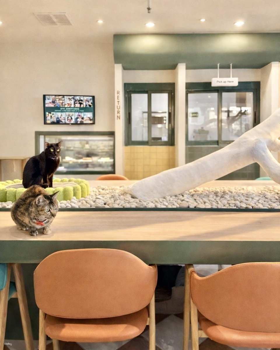 Breakfast with Cats in Bangkok Asok | Morning Cat Cafe Experience (08:00-12:00 noon) - Photo 1 of 9