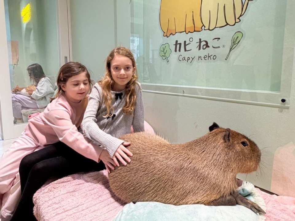 Capyneko Cafe in Harajuku, Tokyo: A therapeutic interactive experience with capybaras and stray cats. - Photo 1 of 10