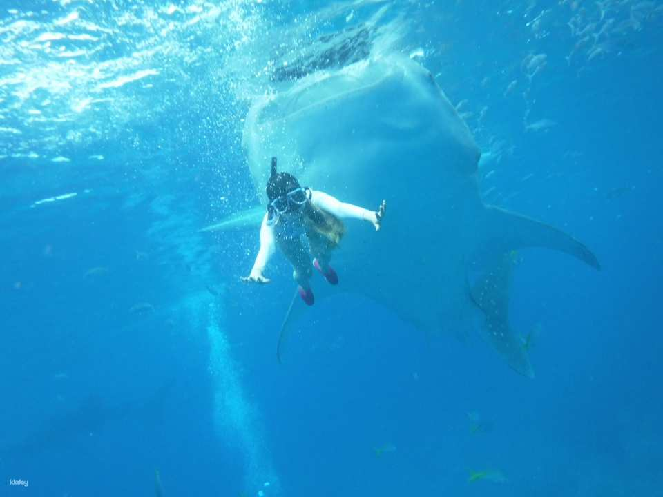 Cebu Fast Track, Oslob Whale Shark, Tumaloc Canyoning, Moalboal - Photo 1 of 8