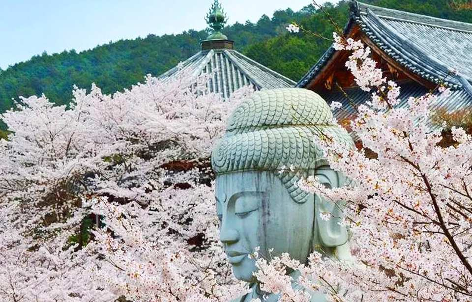 [Cherry Blossom Limited Time] Nara Tsubosaka-ji Temple Cherry Blossom Buddha, Matahei Cherry Blossom, Asago-sonko-ji Temple, and Nara Park Day Trip | Departing from Osaka - Photo 1 of 10