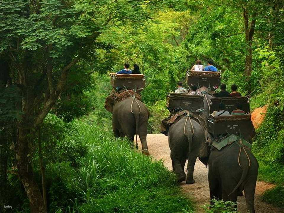 Chiang Mai Elephant Camp + Elephant Show & Riding + Bua Thong Waterfall | Thailand - Photo 1 of 6