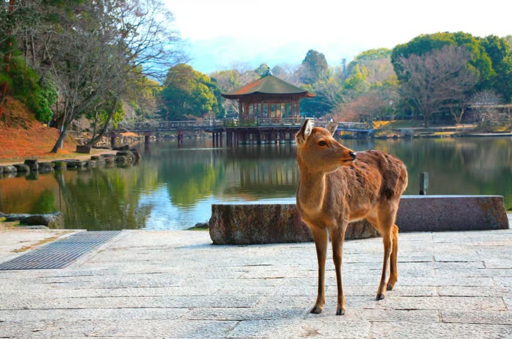 Day-Tour to Nara Park, Kobe and Osaka from Kyoto - Photo 1 of 8