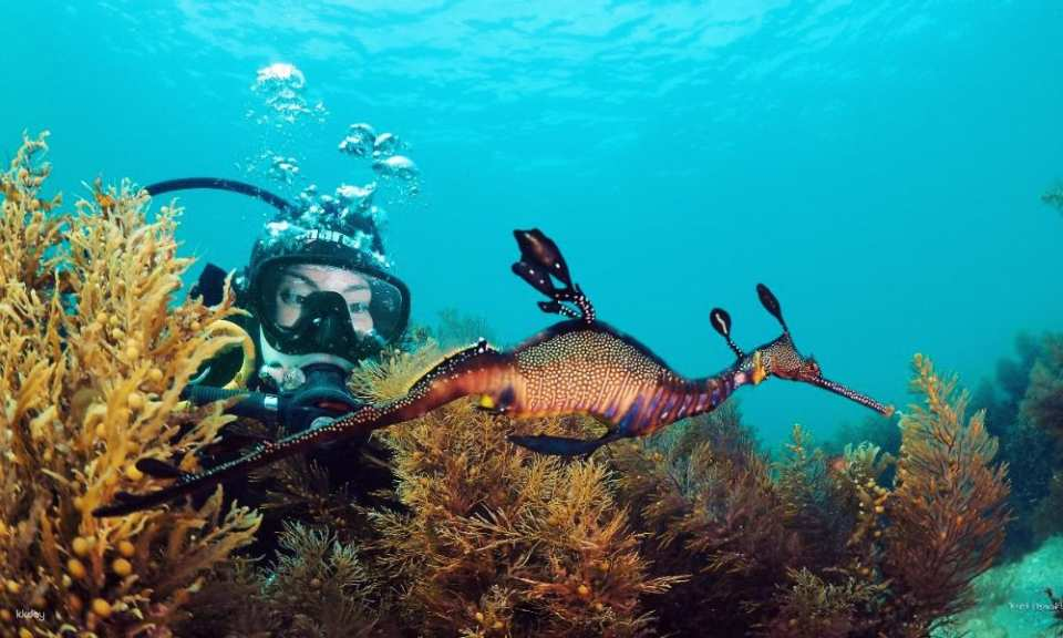 Dive Refresher & Weedy Sea Dragon Experience – Mornington Peninsula | Victoria - Photo 1 of 6