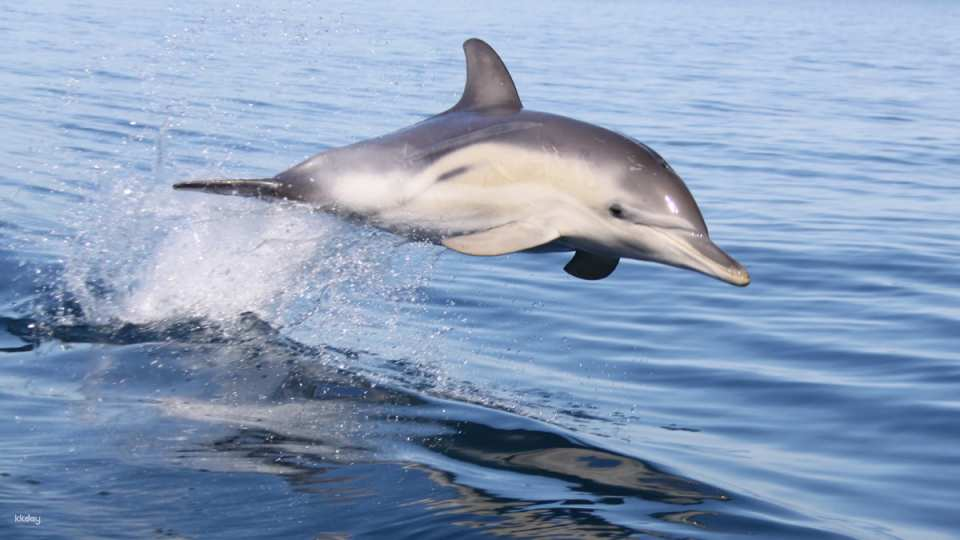 Dolphin Watching Cruise from Adelaide | South Australia - Photo 1 of 5