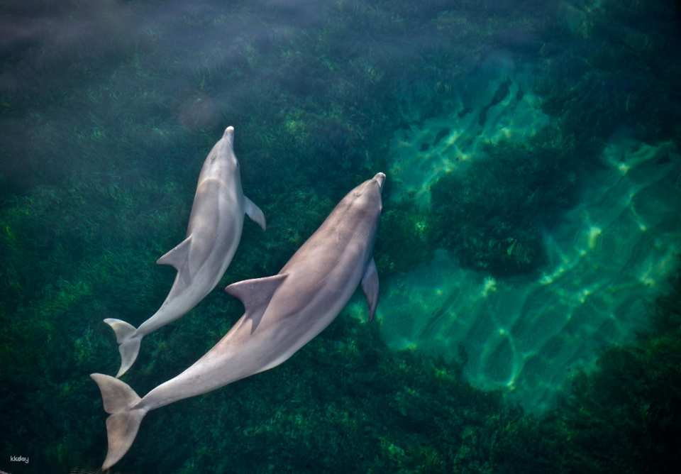 Dolphin Watching Cruise from Glenelg | Adelaide - Photo 1 of 4
