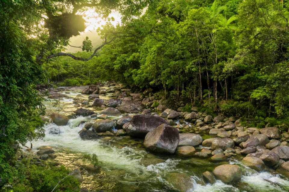 [Eco Tour] Daintree Rainforest & Cape Tribulation Day Tour from Port Douglas | Queensland - Photo 1 of 9