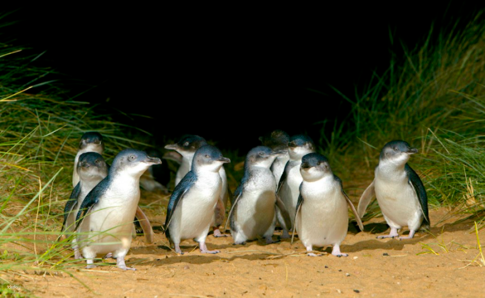 [Eco Tour] French Island 4WD & Phillip Island Penguin Parade Tour | Melbourne - Photo 1 of 5