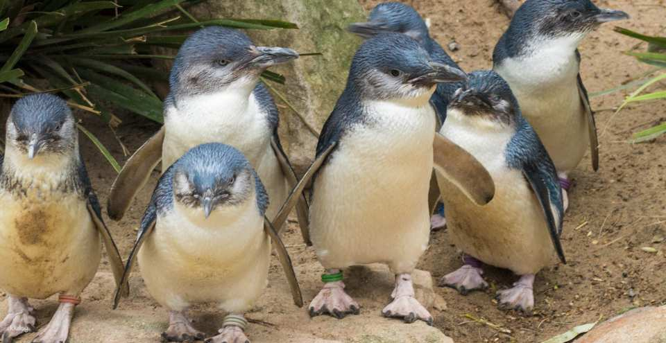 [Eco Tour] Healesville Sanctuary & Phillip Island Wildlife Park Eco Tour | Victoria - Photo 1 of 9