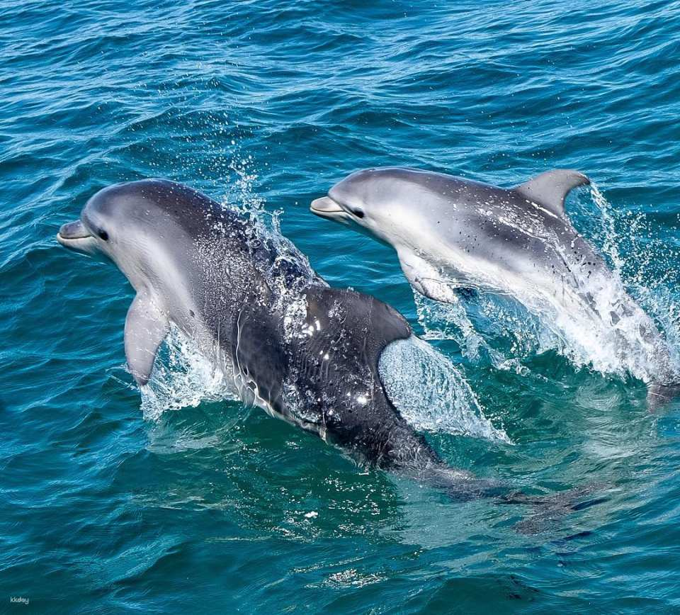[Eco Tour] Local Wildlife Sightseeing Tour in Queenscliff | Victoria - Photo 1 of 6