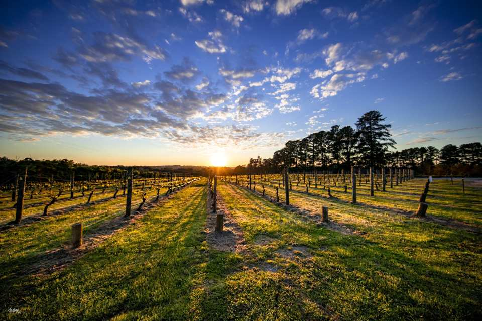 [Eco Tour] Mornington Peninsula Food & Wine Tasting Tour | Victoria - Photo 1 of 9