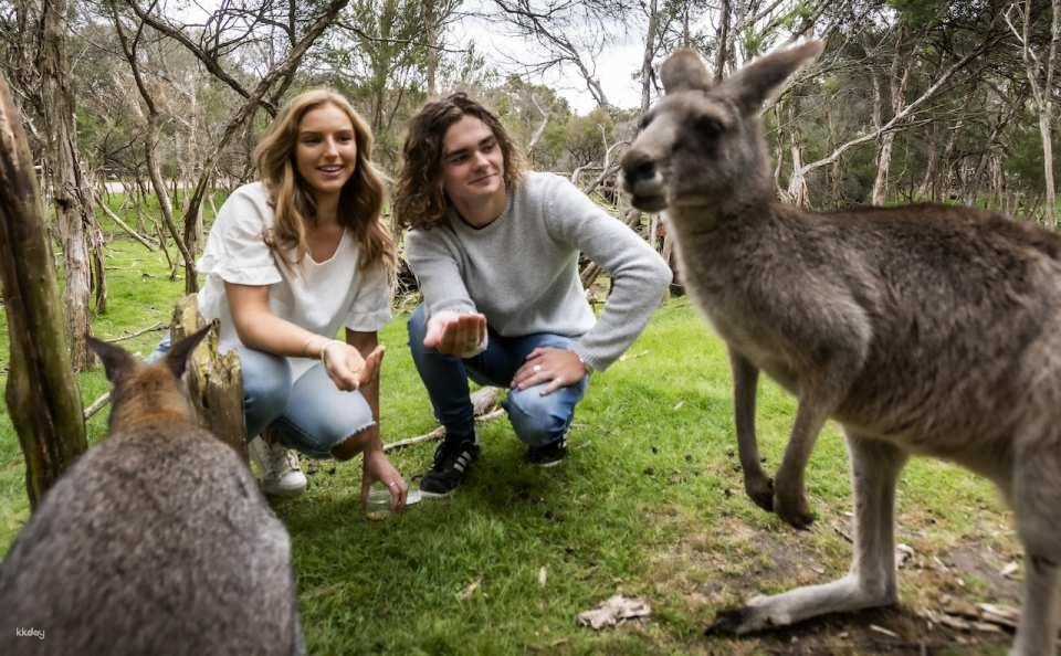 [Eco Tour] Phillip Island Wildlife & Brighton Beach Boxes Private Tour | Victoria - Photo 1 of 10
