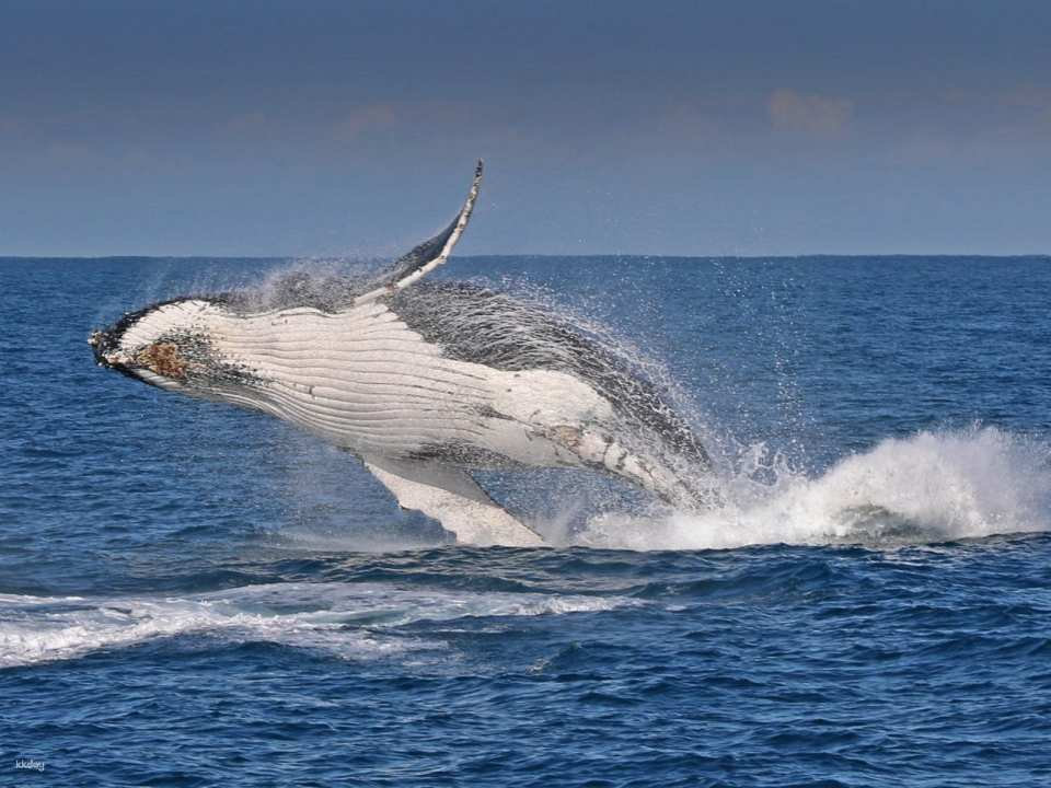 [Eco Tour] Phillip Island Winter Whale Cruise | Victoria - Photo 1 of 5