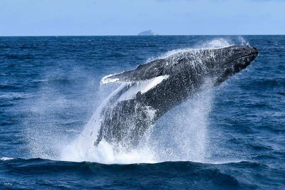 [Eco Tour] Wilsons Promontory Whale Cruise with Lunch & Tea | Victoria - Photo 1 of 5