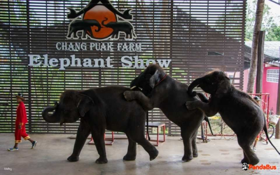Elephant Show + Damnoen Saduak Floating Market Half-Day Tour with Coconut Farm Visit <Japanese Guide/Morning/Choice of No Lunch or Lunch Included> - Photo 1 of 5