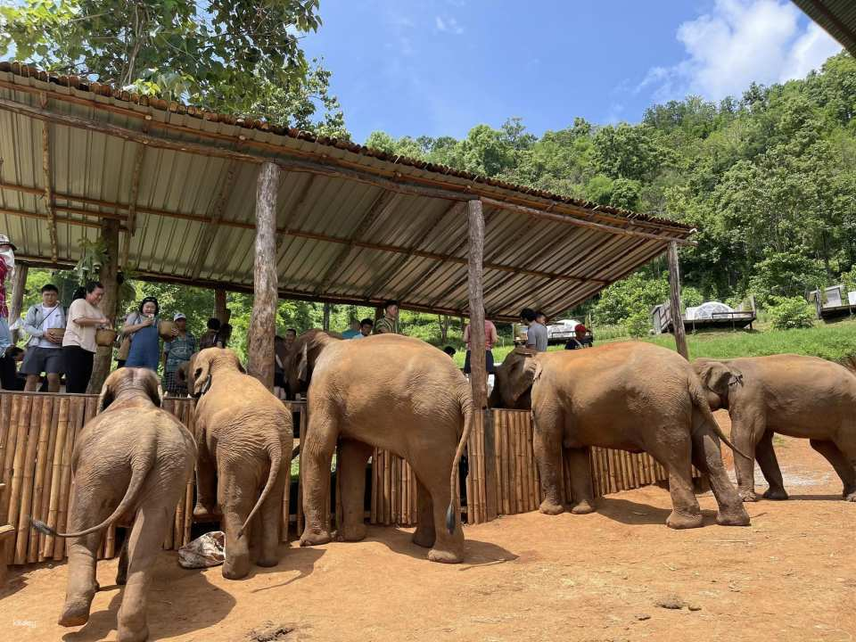 Elfin Farm and Chiang Mai Night Safari Half Day Tour | Chiang Mai - Photo 1 of 10