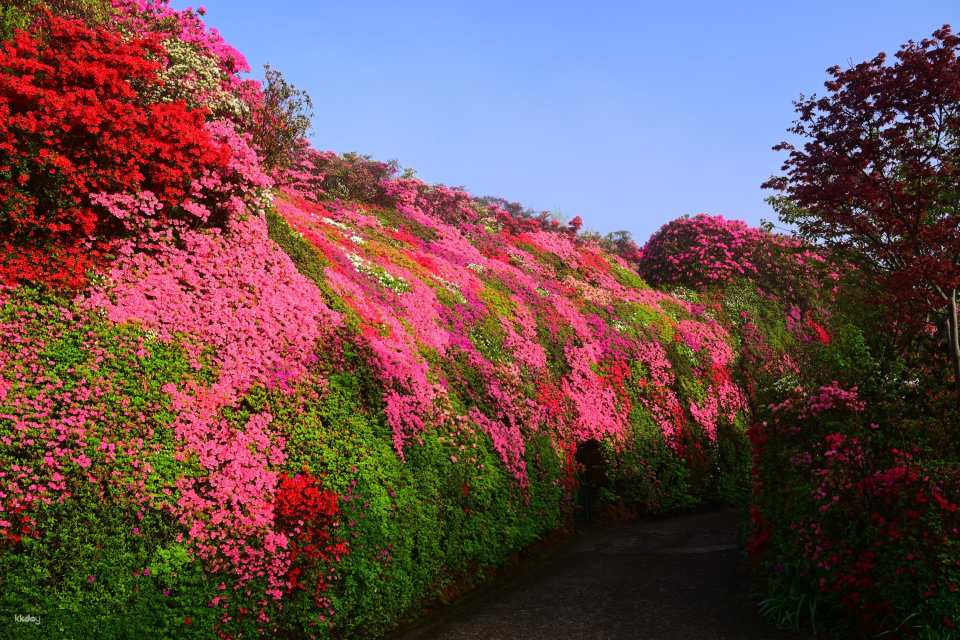 From Fukuoka: Matsumoto Azalea, Yutoku Inari Shrine & Sake brewery Street with Seafood Lunch - Photo 1 of 8