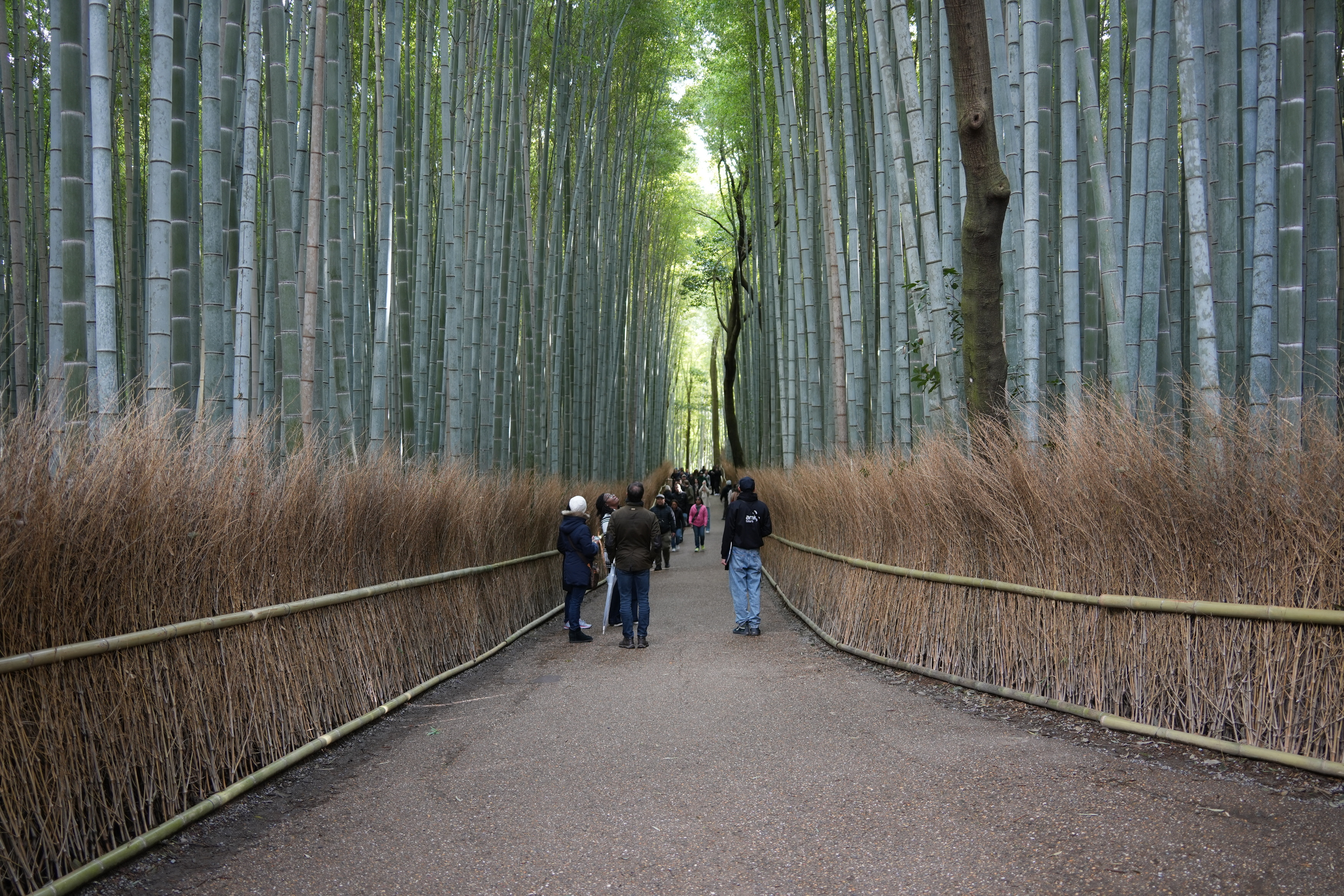 From Osaka: Full-Day Kyoto Bus Tour to Nijo Castle, Arashiyama & Fushimi Inari - Photo 1 of 7