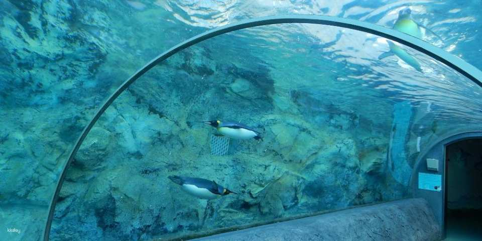 From Tomamu: Asahiyama Zoo & Asahikawa 1-Day Bus Tour ~Experience Sightseeing & Local Gourmet in a Seamless Round-Trip~ - Photo 1 of 5