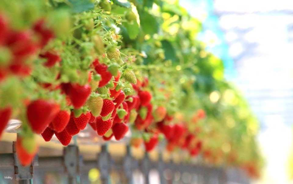 【From Umeda】Okayama Gourmet Lunch & All-You-Can-Eat Strawberry Picking with Setouchi Scenic Photo Spots 1-Day Tour - Photo 1 of 4