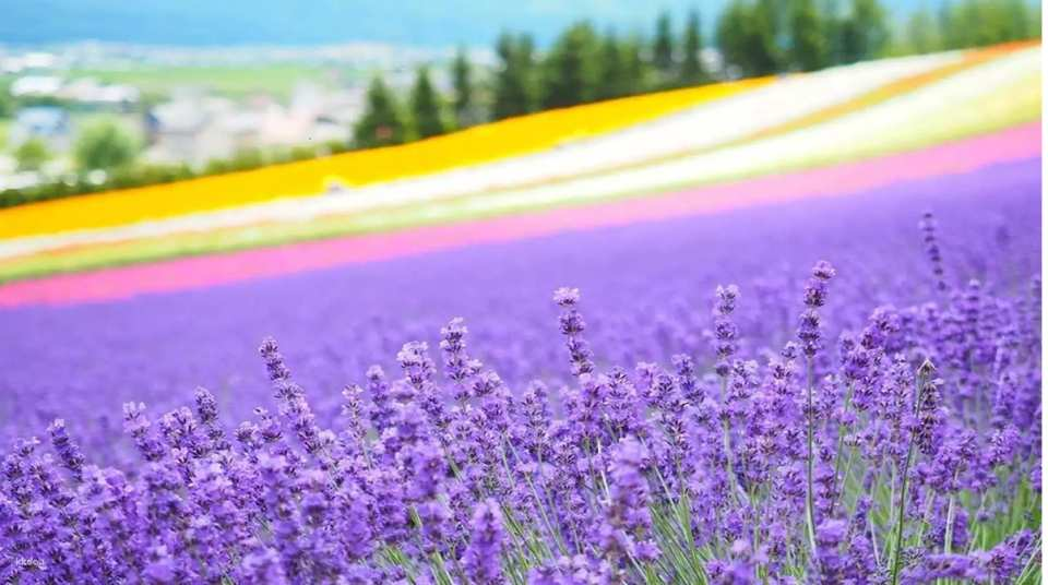 Furano & Biei Day Tour: Farm Tomita, Blue Pond | From Sapporo - Photo 1 of 8