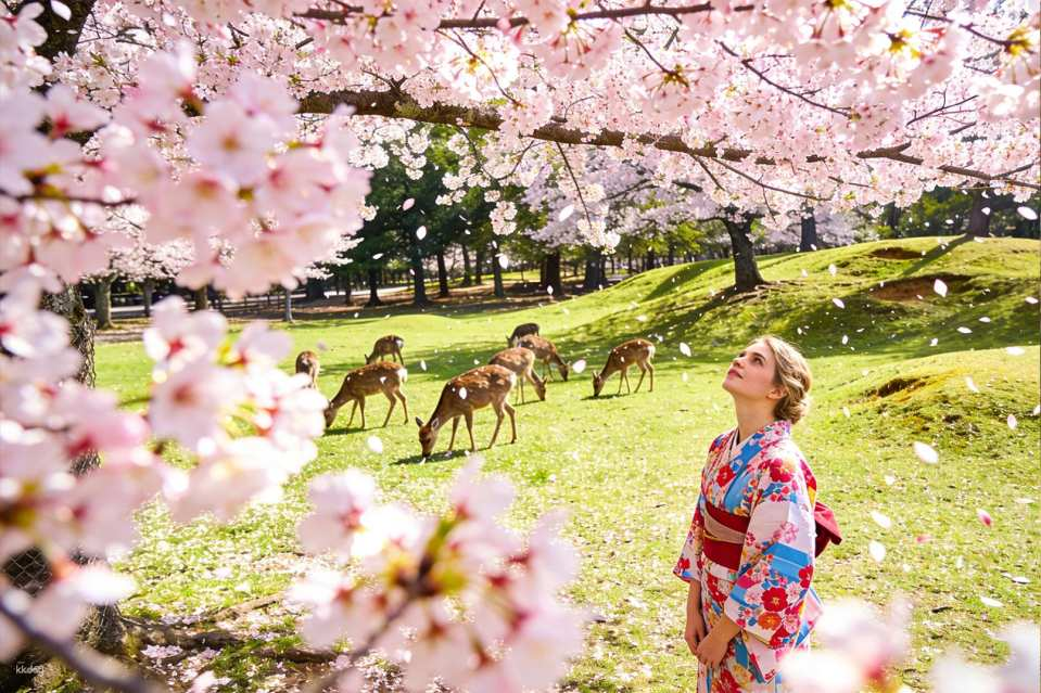 【Guaranteed Departure for Solo Traveler】Kyoto + Nara Shared Car Day Trip | Encounter Adorable Deer in Nara Park, Todai-ji Temple, Fushimi Inari Shrine, Kiyomizu-dera Temple, Ninenzaka and Sannenzaka Slopes, Ishibei-koji Street, Gion Hanamikoji Street, Yasaka Shrine | Departing from Osaka - Photo 1 of 9