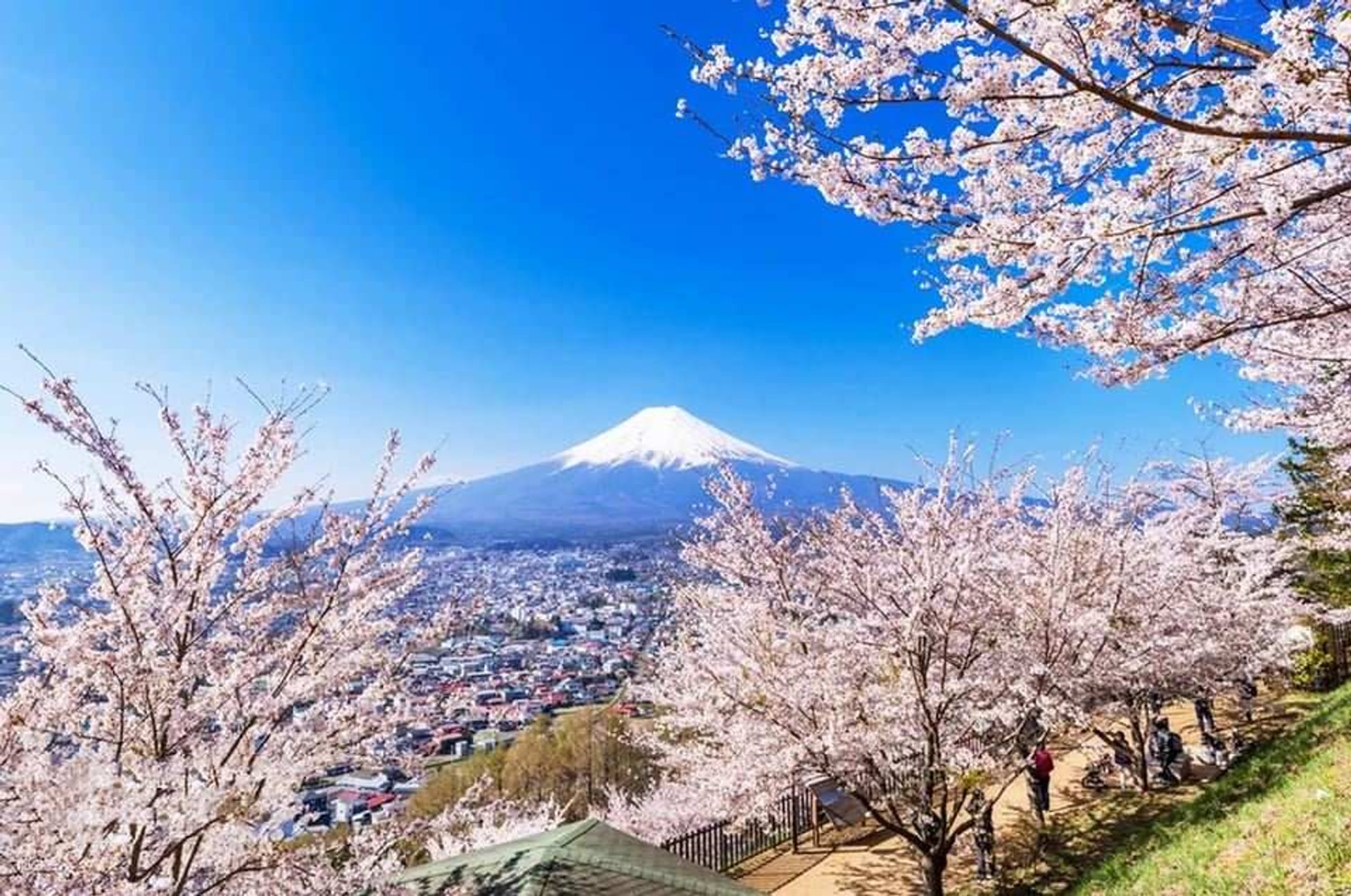 Guaranteed Departure for Solo Traveler】Tokyo Mt. Fuji Popular
