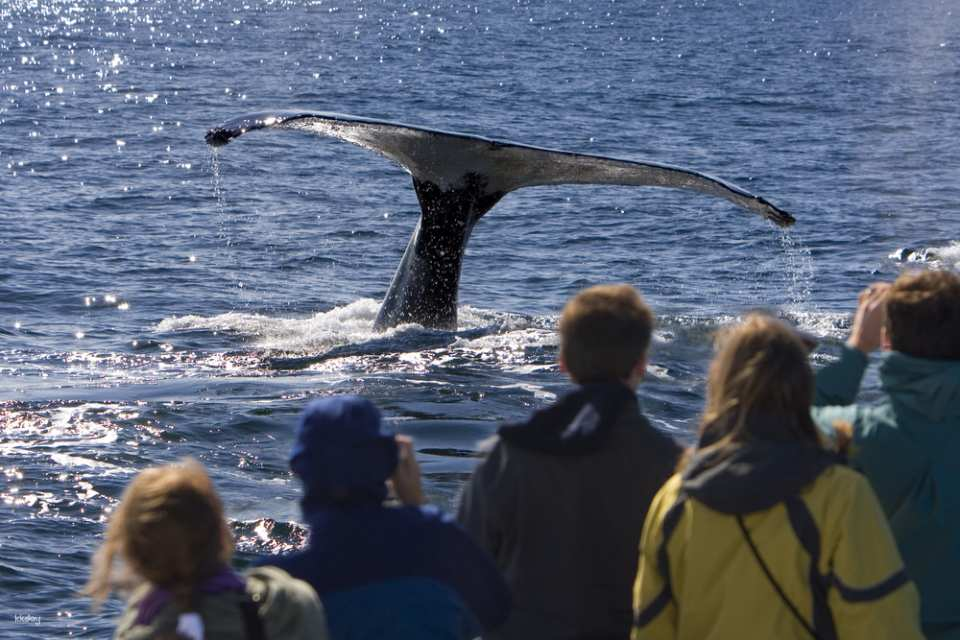 [Guaranteed Departures on Tuesday, Thursday, and Sunday] Port Stephens Dolphin Watching Day Tour with Lunch Included | Sydney - Photo 1 of 6