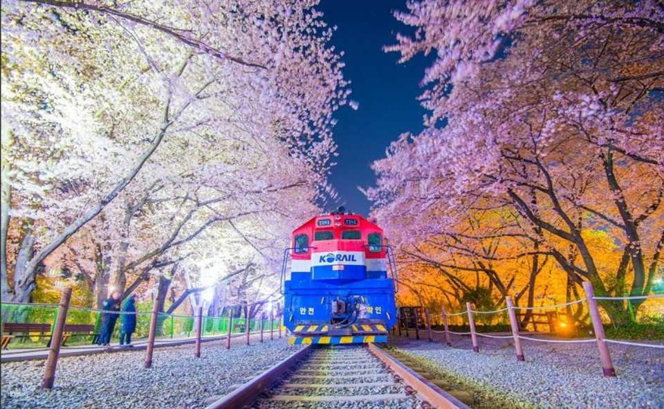 A one-day tour of South Korea's cherry blossom season | Cherry blossom viewing and photo opportunities | Busan departure, Jinhae Gyeonghwa Station, Yeojacheon River, Jinhae Tower - Photo 1 of 2