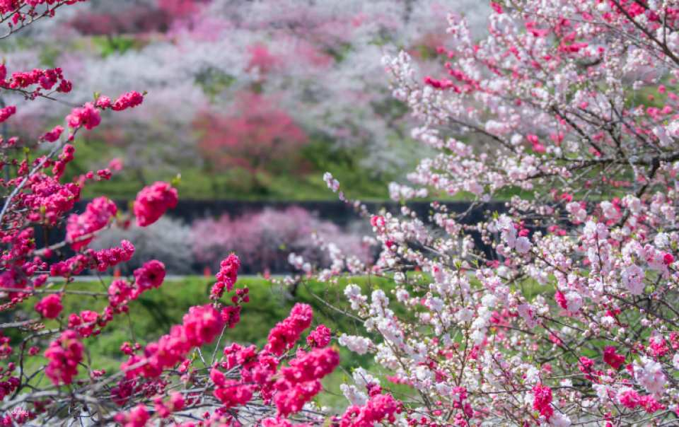 Hanamomo Peach Blossoms, Strawberry Picking & Starry Night 2 Day Tour from Tokyo - Photo 1 of 10