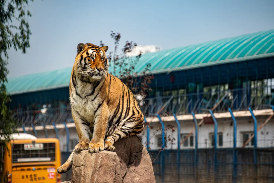 Siberian Tiger Park Ticket + Thrilling Sightseeing Bus in Harbin - Photo 1 of 3