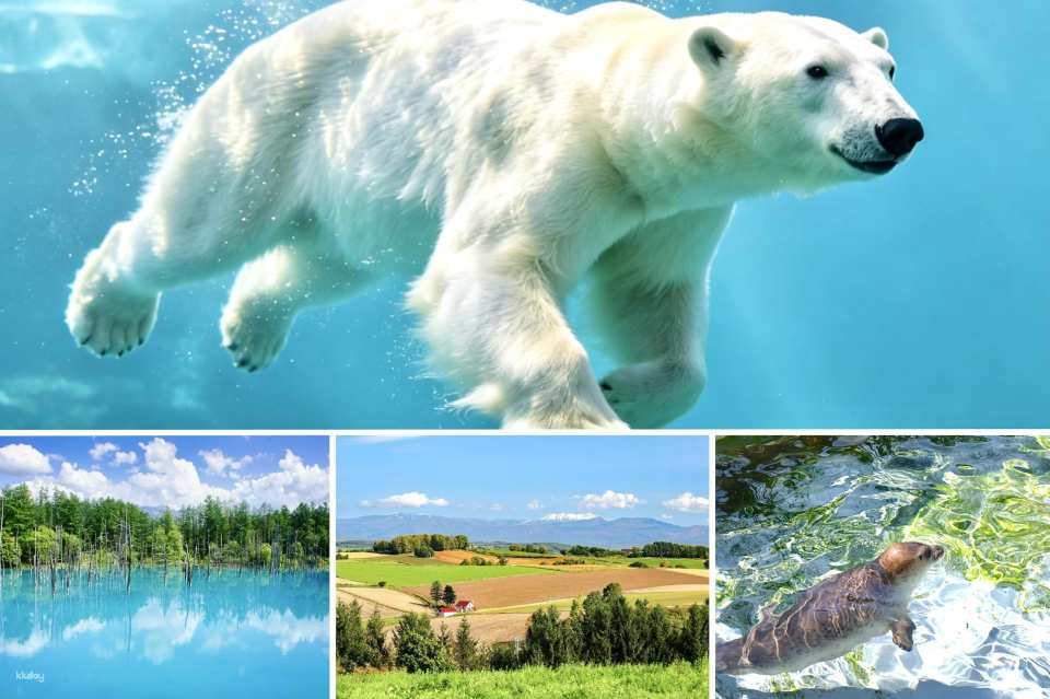 Hokkaido Day Tour from Sapporo: Asahiyama Zoo, Biel Blue Pond, Furano & Biei Seasonal Attractions (English/Mandarin Guide) - Photo 1 of 10