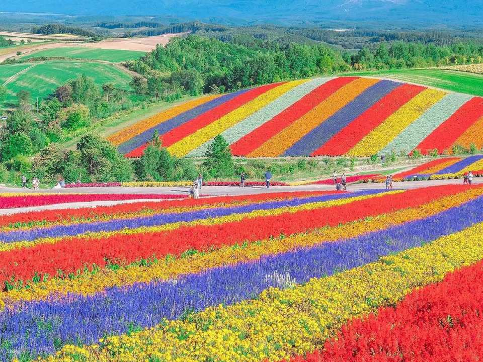 Hokkaido Furano Day Trip | Shikisai-no-oka & Shirogane-no-Ike Pond & Shirahige Falls & Herb Garden & Patchwork Road & Seven Star Tree & Farm Tomita (Departing from Sapporo) - Photo 1 of 10