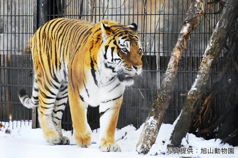 [Hokkaido Regular Sightseeing Bus] D Course: Winter Asahiyama Zoo Day Trip - Photo 1 of 5