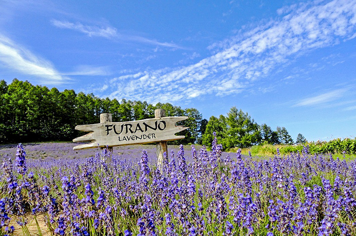【Hokkaido Regular Sightseeing Bus】 F Farm Tomita, Shikisai no Oka & Blue Pond Popular Sightseeing Course (Audio Guide Course) - Photo 1 of 9